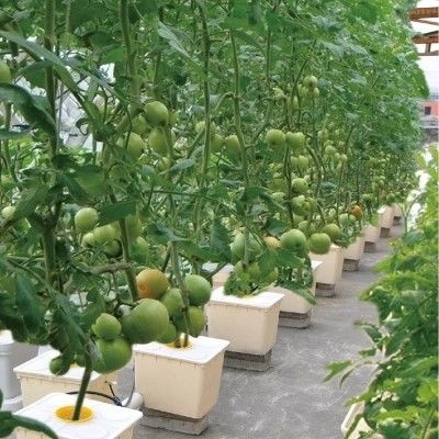 L'idroponica olandese a secchio per la coltivazione agricola in serra