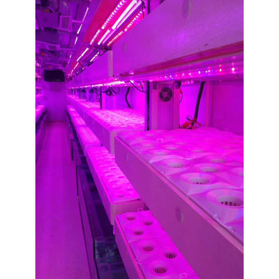 Container Farm Sistema di coltivazione idroponica Serre agricole multi-span