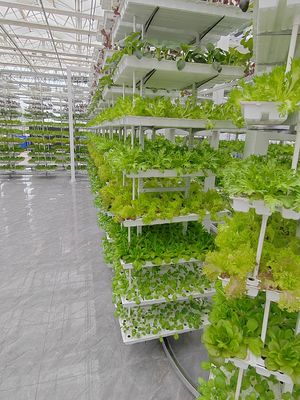 Agricoltura verticale pianta appesa Agricoltura idroponica intelligente