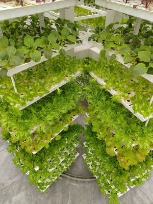 Agricoltura verticale pianta appesa Agricoltura idroponica intelligente