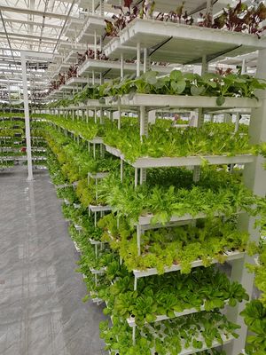 Agricoltura verticale pianta appesa Agricoltura idroponica intelligente