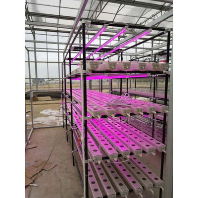Agricoltura in serra Iot Fabbrica verticale per l'agricoltura moderna