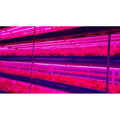 Agricoltura in serra Iot Fabbrica verticale per l'agricoltura moderna