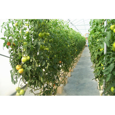 Plastico idroponica Bottile olandese Bato Bottile sistemi di coltivazione Agricoltura