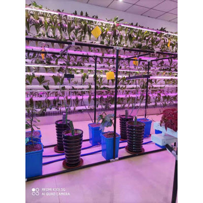 Plastico idroponica Bottile olandese Bato Bottile sistemi di coltivazione Agricoltura