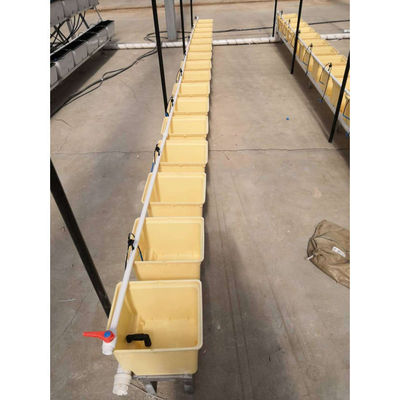 Cassa di coltivazione in serra nera multi_span Dutch Bato Bucket Sistema idroponico Dutch Bucket