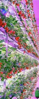 Sistema di coltivazione verticale di fragole in PVC per la coltivazione di frutta