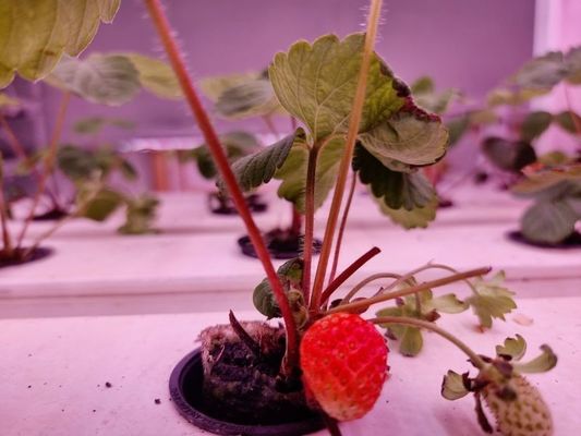 Sistema di coltivazione verticale di fragole in PVC per la coltivazione di frutta