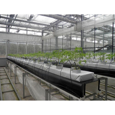 Equipaggiamenti per la coltivazione idroponica di PVC e di Cocopeat di qualità alimentare
