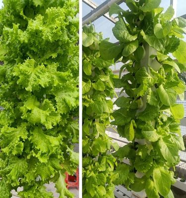 Intelligente idroponica giardino verticale piantagione di erbe NFT sistema di coltivazione