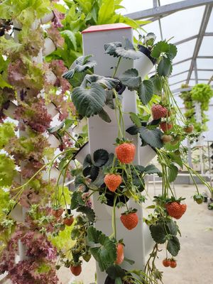 Intelligente idroponica giardino verticale piantagione di erbe NFT sistema di coltivazione