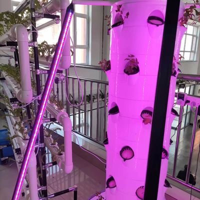 Nuovo sistema di coltivazione idroponica verticale per verdure e fragole con LED