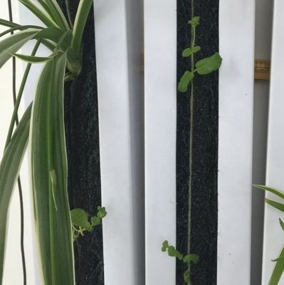 Zipgrow Agricoltura idroponica verticale Towergarden facile da usare