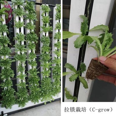 Zipgrow Hydroponic Indoor Garden Plant Sistema idroponico con luce a LED
