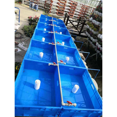Acquaponica Sistema di coltivazione idroponica in serra Serbatoio per pesce e verdura
